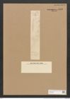 Hantzschia amphioxys Grunow (de-Toni-Nr.: Genus 50, Species 2204 ?) Zeichnungen Sammlung Grunow Nr. 4453 (NHMW-BOT-W0372629)